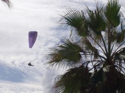 Les canaries